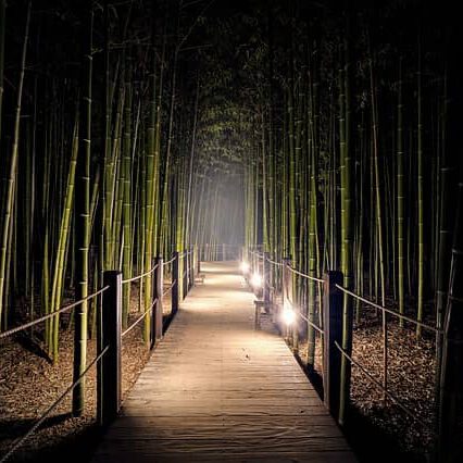 Bambus bei Nacht als Teil der Gestaltung eines japanischen Gartens