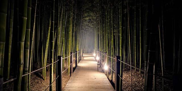 Bambus bei Nacht als Teil der Gestaltung eines japanischen Gartens