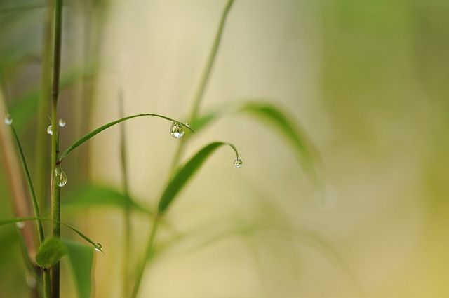 Bambus mit Wassertropfen