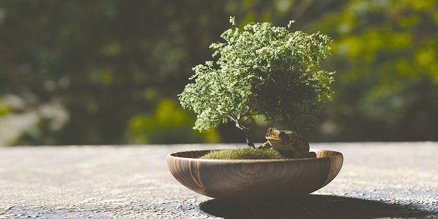 Outdoor Bonsai Pflegetipps & Arten