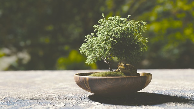 Outdoor Bonsai Pflegetipps & Arten