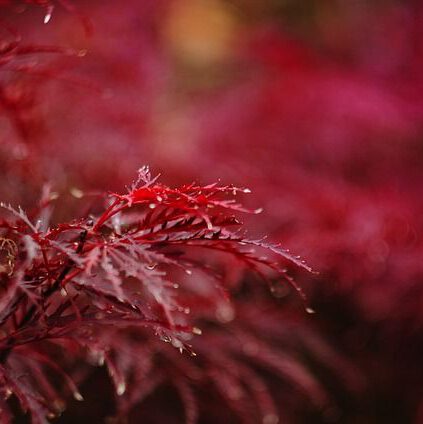 Japanischer Ahorn: Arten & Pflege