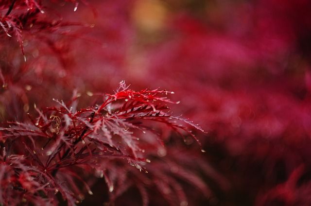 Japanischer Ahorn: Arten & Pflege