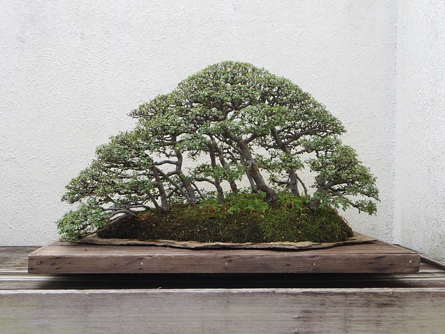 Outdoor Bonsai: Arten & Pflegetipps