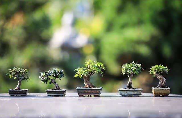 Outdoor Bonsai Tipps für die Pflege