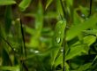 Pfeilbambus Pflege & Haltung im japanischen Garten