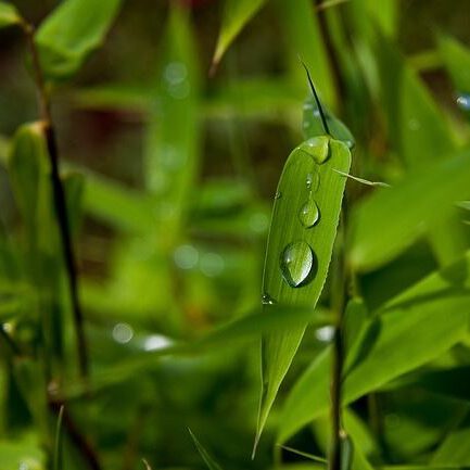 Pfeilbambus Pflege & Haltung im japanischen Garten