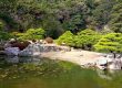 kiefern im japanischen Garten