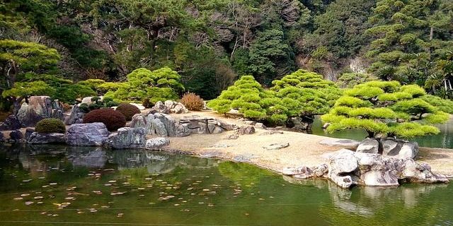 kiefern-japnischer-garten kiefern im japanischen Garten