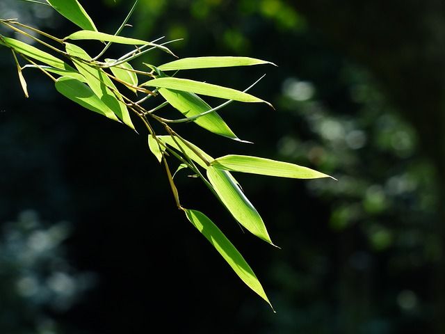 Pfeilbambus im japanischen Garten