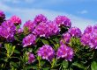 Rhododendron im Japanischen Garten