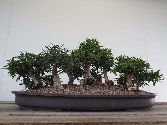 Bonsai für Einsteger - die Birkenfeige (Ficus)