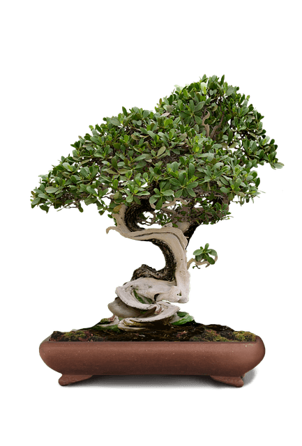 Bonsai für Einsteiger - Fukientee