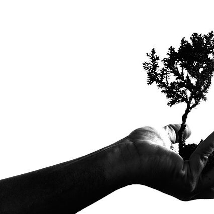 Bonsai verschneiden & pflegen