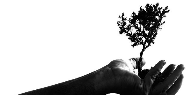 Bonsai verschneiden & pflegen