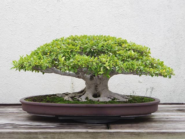 Ficus Bonsai richtig verschneiden