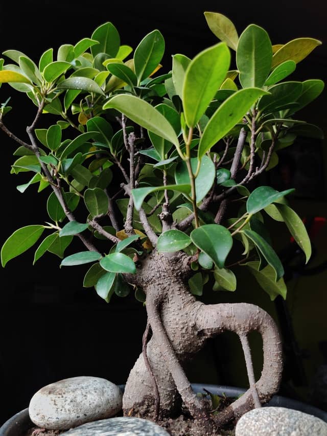 richtiger Schnitt eines Ficus Bonsai