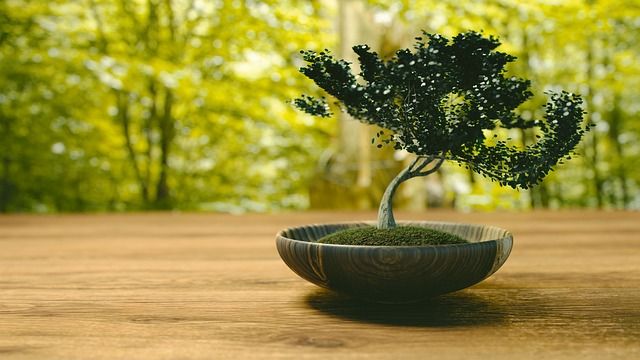 Die Besten Bonsai Fur Einsteiger Tipps Zu Pflege Standort
