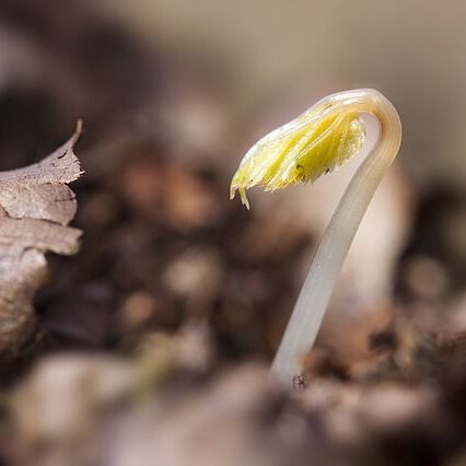 Bonsai aus Samen züchten & aufziehen