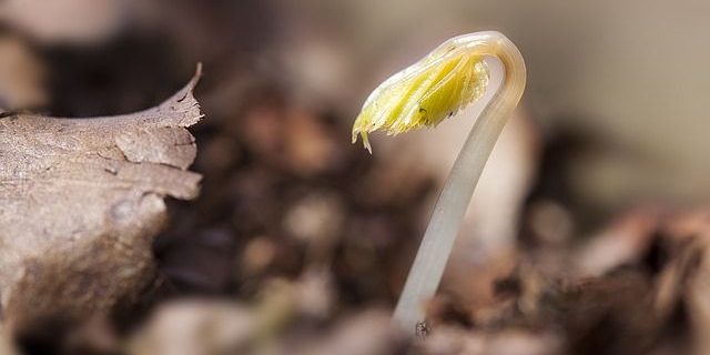 Bonsai-Samen-züchten Bonsai aus Samen züchten & aufziehen