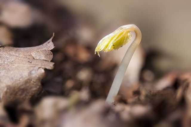 Bonsai aus Samen züchten & aufziehen