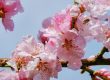 Pflanzung & Pflege der japanischen Zierkirsche (Prunus)