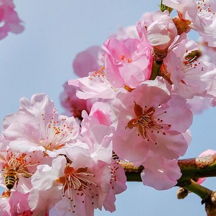 Pflanzung & Pflege der japanischen Zierkirsche (Prunus)