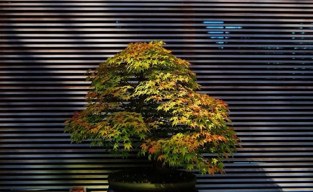 Pflege & Gestaltung eines Fächerahorn Bonsai