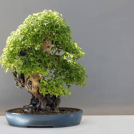 Fächerahorn als Bonsai