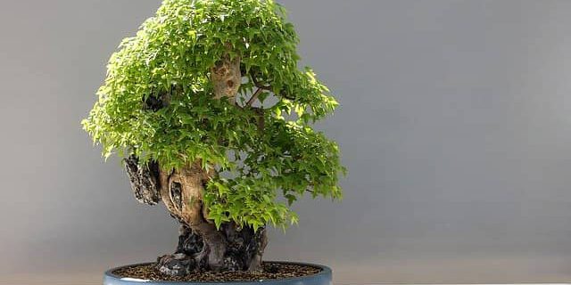 Fächerahorn-Bonsai-Pflege Fächerahorn als Bonsai