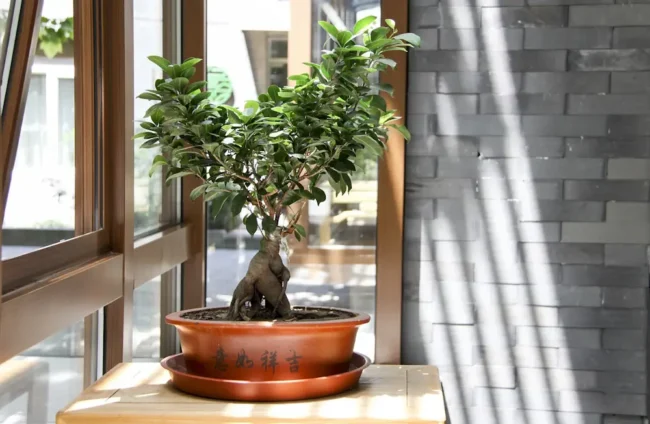 Ficus Bonsai am Fenster