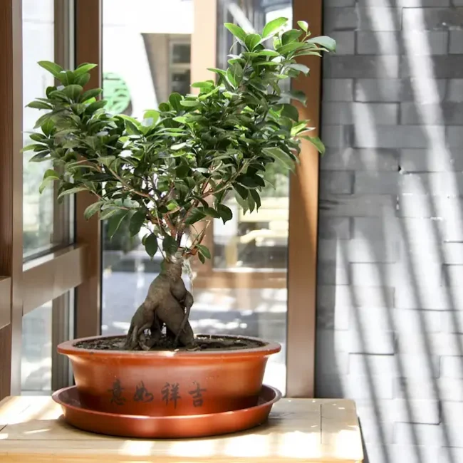Ficus Bonsai am Fenster