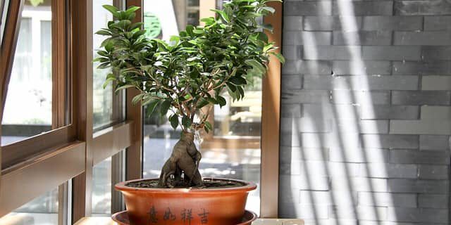 Ficus Bonsai am Fenster