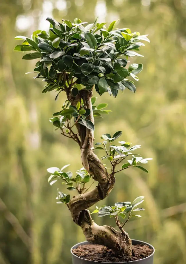 Ficus Bonsai in aufrechter S-Form