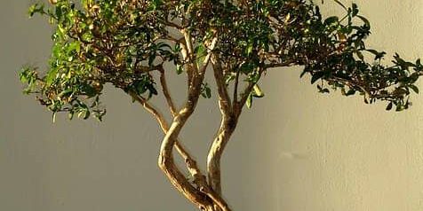 Liguster Bonsai Pflege & Gestaltung