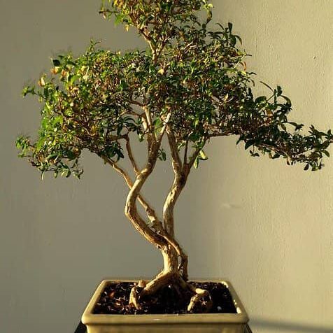 Liguster Bonsai Pflege & Gestaltung