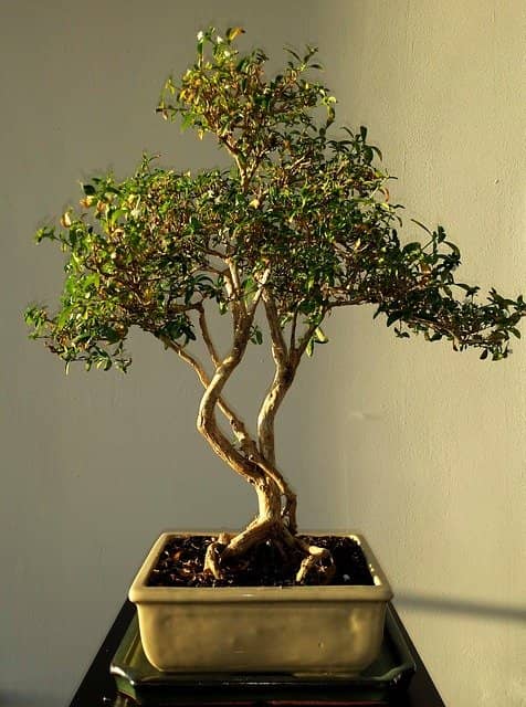Liguster Bonsai Pflege & Gestaltung