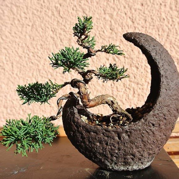 Wacholder Bonsai in einer Mondschale
