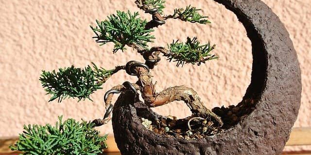 Wacholder-Bonsai-Pflege-Gestaltung Wacholder Bonsai in einer Mondschale