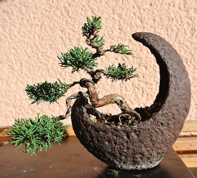 Wacholder Bonsai in einer Mondschale