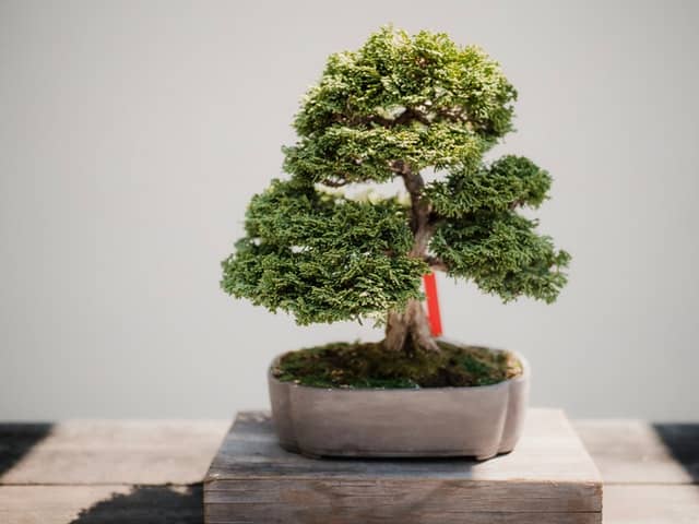 Wacholder Bonsai