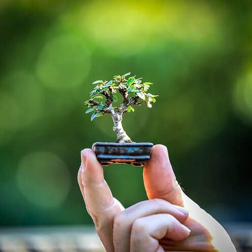 Bonsai einer chinesischen Ulme