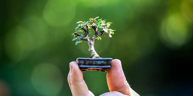 chinesische-Ulme-Bonsai-Pflege Bonsai einer chinesischen Ulme