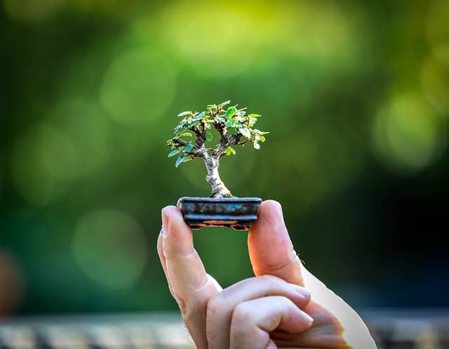 Bonsai einer chinesischen Ulme
