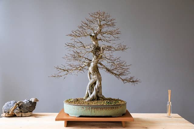 chinesische Ulme Bonsai Baum ohne Blätter