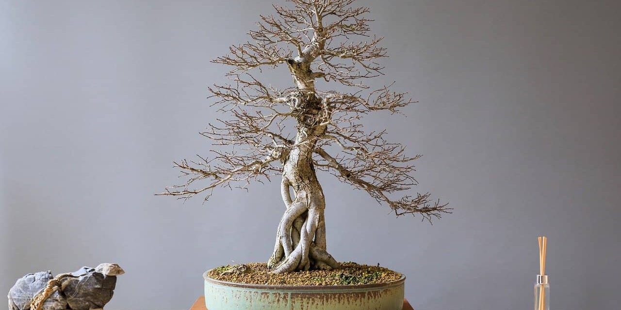 Bonsaischalen-Formen-Material-Auswahl Hilfe bei der richtigen Wahl einer Bonsaischale