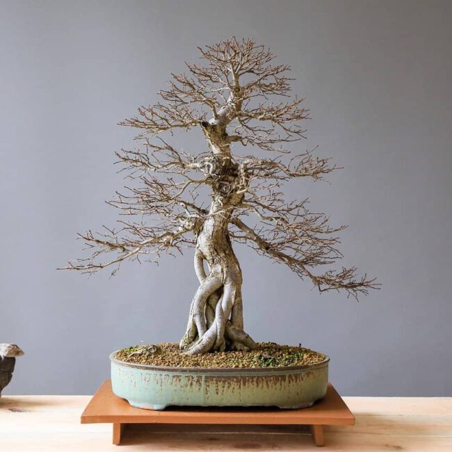 Hilfe bei der richtigen Wahl einer Bonsaischale