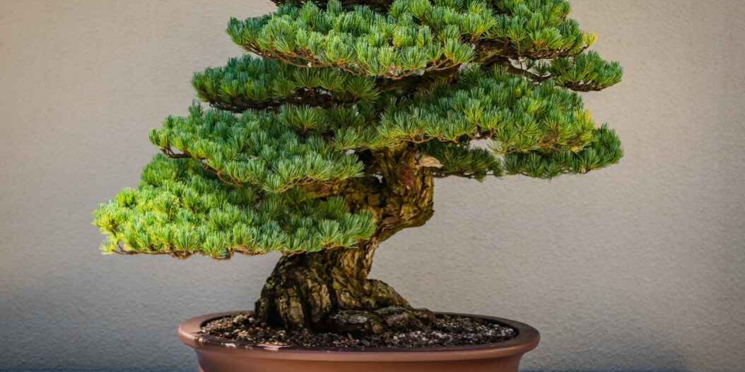 Kiefer-Bonsai-Gestaltung-Pflege Kiefer als Bonsai mit Tipps zur Gestaltung & Pflege