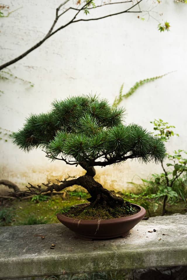 Gestaltung & Pflege eines Kiefern Bonsai