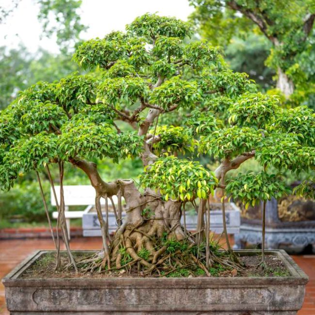 Gestaltung & Pflege verschiedener Bonsaiformen